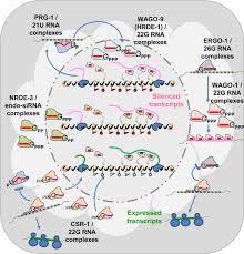 Square slices of zucchini cake with cream cheese frosting on a rectangular white platter. Piwi Proteins And Pirnas Step Onto The Systems Biology Stage Abstract Europe Pmc