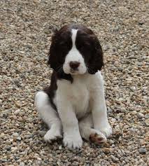 Once bred as birding dogs, they still have that retriever instinct and mentality, making for an energetic and intelligent pup that excels in competitions. 925 Sterling Silver Class Of 2020 1 25ct Marquise Cz School Graduation Ring Size 4 10 Springer Spaniel English Springer Spaniel Puppy English Springer Spaniel
