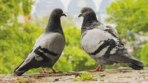 Image result for चिड़िया दाना खाती