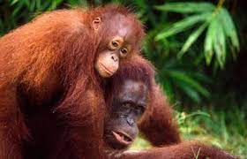 Orangutan De Sumatra Orangutan Primates Great Ape