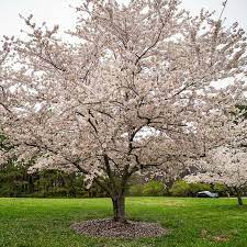 The japanese flowering cherry tree symbolizes spring, life, and beauty. Flowering Cherry Trees For Sale Kwanzan Yoshino Okame Cherry Tree