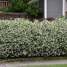 Its vines extend up to 20 feet, readily climbing into trees or onto a support. Confederate Star Jasmine Trachelospermum Jasminoides In San Antonio Texas Tx At Rainbow Gardens