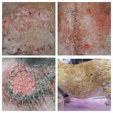 Image result for scrotum dog skin peeling