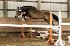 Free Jumping Training Sessions with The Frame Sporthorses