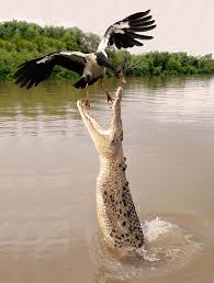 Shit Saltwater Crocodile Animals Wild Nature Animals