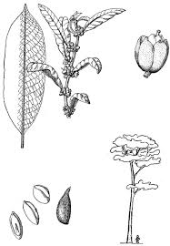 Image result for Pouteria adolfi-friederici