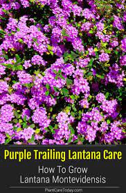 Purple Trailing Lantana Care How To Grow Lantana Montevidensis Lantana Lantana Plant Low Growing Shrubs