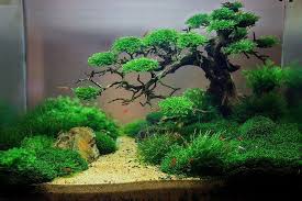 Impressive Garden Ideas With Bonsai Plants That You Can Imitate 48 Aquascape Design Planted Aquarium Aquarium Landscape