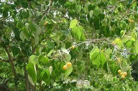Image result for Grewia arborea