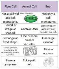 Check spelling or type a new query. Plant And Animal Cell Sort Plant And Animal Cells Science Cells Animal Cell