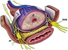 Image result for Prostate Anatomy