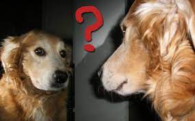 I Sniff Therefore I Am Are Dogs Self Conscious Krulwich Wonders Npr
