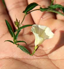 Image result for Xenostegia alatipes