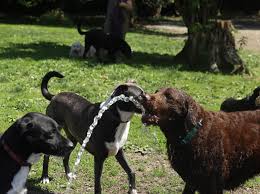 Where dogs are free to be dogs. Bone A Fide Dog Ranch Home Facebook