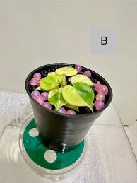 Image result for Nesaea sarcophylla