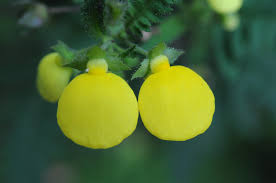 Image result for Calceolaria tripartita
