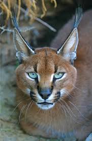 Submitted 2 years ago by phoenixw0lf. Caracal An Overview Sciencedirect Topics