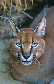 Caracal diet is mainly carnivorous. Caracal An Overview Sciencedirect Topics