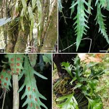 Image result for Aleuritopteris welwitschii