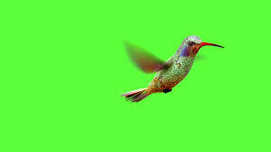 Humming Bird On White And Video De Stock Totalmente Libre De Regalias 10703939 Shutterstock Green Screen Video Backgrounds Green Background Video Love Background Images