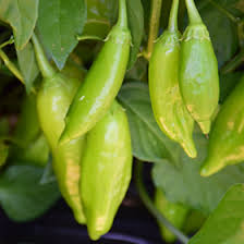 Image result for Capsicum baccatum