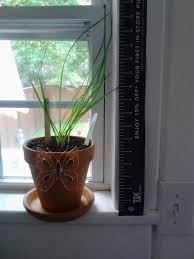 So don't toss those trimmings. When To Cut Chives For Drying And Can I Separate Them Gardening Landscaping Stack Exchange