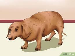 We did not find results for: 3 Ways To Get Your Dog To Eat Dry Food Wikihow