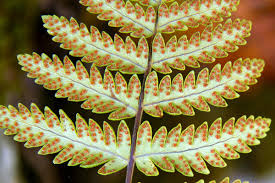 Image result for Arthropteris