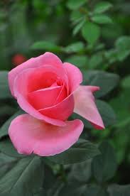 Galina besedina is on facebook. Pin By Galina Besedina On 1 A File General Roses Only Tea Roses Hybrid Tea Roses