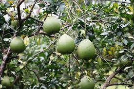 Image result for Rutaceae