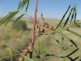 Image result for Indigofera cryptantha