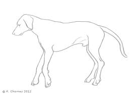 Residence decorating is not a large deal if you can ferret out simple suggestions appropriate in these page, we also have collection of images applicable. Dog Thoracic Limb
