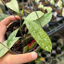 Image result for hoya multiflora
