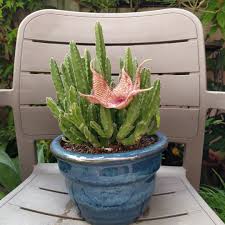 Cacti are a type of plant called succulents. Starfish Cactus Gardening Plants On Carousell