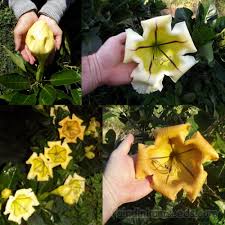 Image result for Solandra maxima