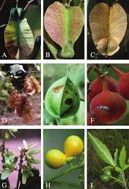 Image result for Haplocoelum inoploeum