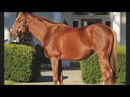 Gulfstream park starts the second week of its championship meet wednesday, and i'm drawn to a late pick four sequence with a number of wild cards. Free Horse Racing Picks For Gulfstream And Tampa Bay Downs Saturday