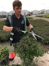Top cv builder, build a perfect cv with ease. News Archives Commercial Nursery Johnsons Of Whixley Home Johnsons Of Whixley