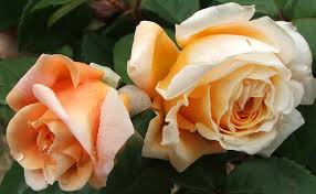 Image result for Margaretta rosea