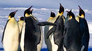 A few penguin species can be found where humans live. Emperor Penguins Fight Over Mate Bbc Earth Youtube