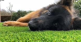 As adorable as pets are, it's rather distressing when you discover your lawn area all dug out every time you let your dog out to play. How To Remove Urine Smell On Artificial Grass Lawn Royal Grass