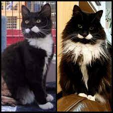 We did not find results for: My Girl I Adopted Her As A 9 Month Old Kitten 9 Years Ago I Had No Idea She Would Be So Floofy Cats