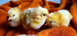 Chickens Panosundaki Pin