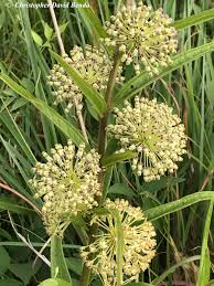 Image result for Alchornea hirtella