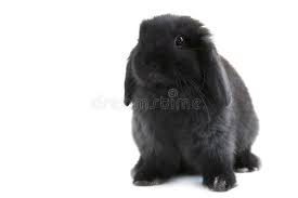 Black And White Holland Lop Rabbit Bunny Rabbit Black Holland Lop Bunny Rabbit Isolated On White Background Ad Black Holland Bunny Rabb Dwarf Bunnies Holland Lop Bunnies Bunny Rabbit