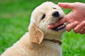 Essentially you are playing the part of another puppy during a play session, one who also would stop playing anytime the biting becomes painful. Stop Puppy Biting With Discipline Distraction And Firm Commands
