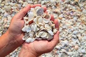 Maybe you would like to learn more about one of these? Sanibel Island Florida The Sea Shell Capital