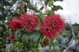 Image result for Combretum acutifolium