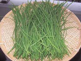 簡単ベランダ菜園 何度も収穫できる ニラ は 植えなきゃソンのお得な野菜 ベランダ菜園 プランター 野菜 ベランダ 野菜