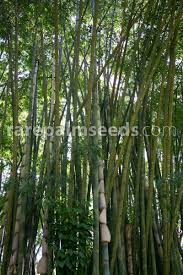 Bamboo has been traditionally used in malaysia as a firecracker called a meriam buluh or bamboo cannon. Dendrocalamus Giganteus Giant Bamboo Buy Seeds At Rarepalmseeds Com